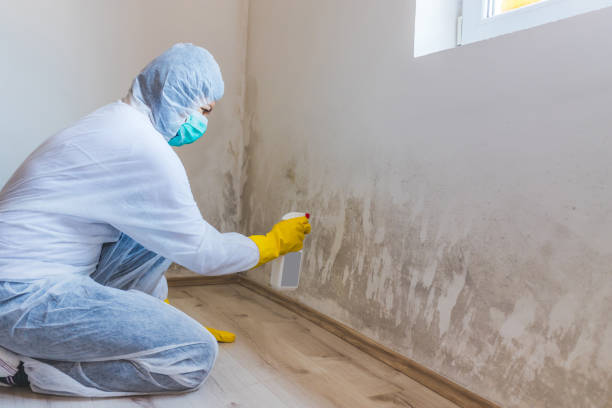 Mold Odor Removal Services in Lake Royale, NC